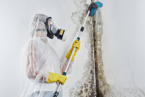 Mold Testing and Removal in Grove, OK