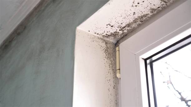 Best Home Mold Removal  in Grove, OK