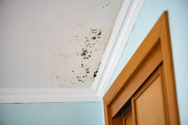 Best Mold Damage Repair  in Grove, OK