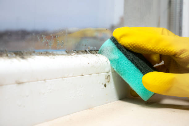 Best Emergency Mold Removal  in Grove, OK