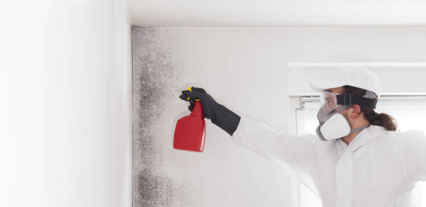 Best Black Mold Removal  in Grove, OK