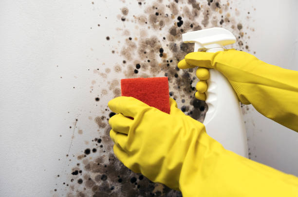 Best Mold Damage Repair  in Grove, OK