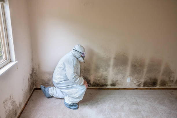 Mold Testing and Removal in Grove, OK