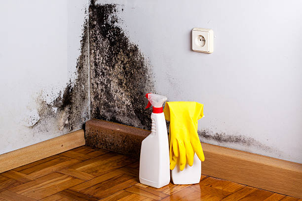 Best Same-Day Mold Removal  in Grove, OK