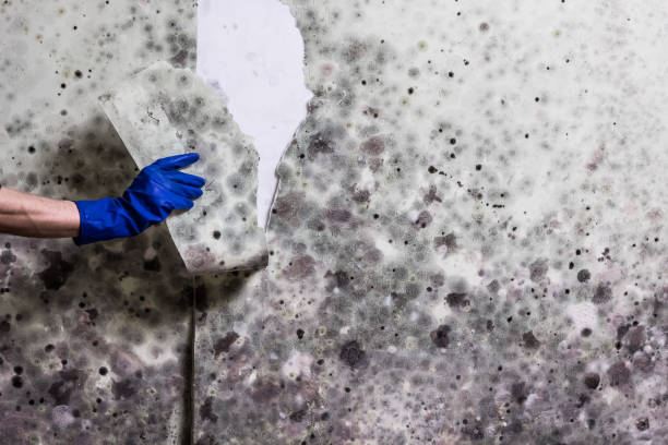 Best Office Mold Removal Services  in Grove, OK