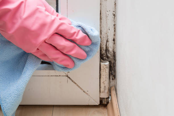 Grove, OK Mold Removal Company