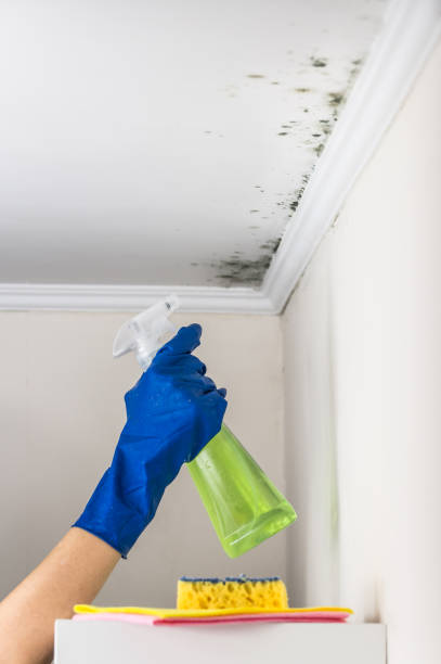 Best Toxic Mold Removal  in Grove, OK